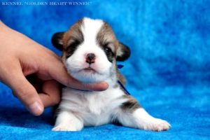 60285611_2218333431549696_2211415082309517312_n