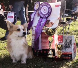 60933881_2460451983999228_5784400188328116224_n