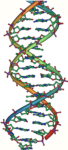 DNA_double_helix_vertikal