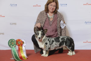 Grupp_1,_WELSH_CORGI_CARDIGAN,_Imme’s_Under_My_Spell_(23942381739)