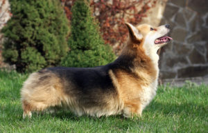 Pembroke_Welsh_Corgi