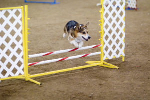 Pembroke_Welsh_Corgi_agility