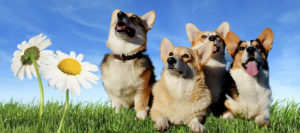 T-07-слайд-900x399