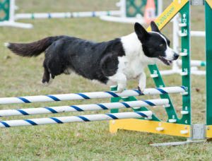 Welsh_Corgi_Cardigan_Fond_Du_Lac_County_Kennel_Club
