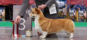 Welsh_Corgi_Pembroke._St._Petersburg