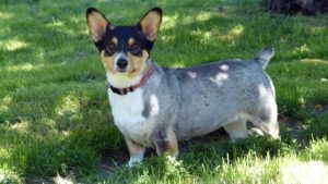 _absolutely_free_photos_original_photos_lovely-corgi-dog-4000x2248_84593