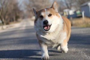 corgi