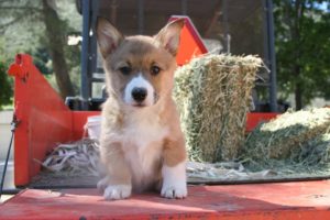 corgi-3433975_960_720
