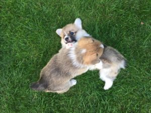 dbf2abe4-2a7f-4e14-9828-4157c41295b6