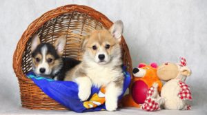 f7add9631969981d7b954ce465a1d192bce8dd261515279