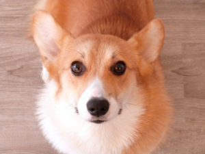 freeimage-85196728-web