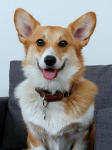 уход за шерстью корги