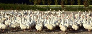 geese-3747553_960_720