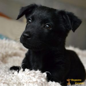 nochka_0_5cdbe3c6d7a79