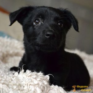 nochka_1_5cdbe3c6d8351