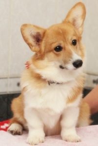 small_information_items_property_818