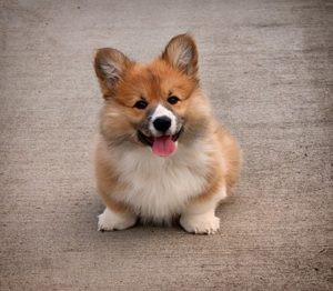 welsh-corgi-1600054__340