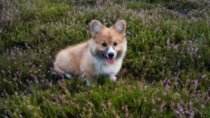 welsh-corgi-1616763__340