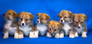 welsh-corgi-3097215__340
