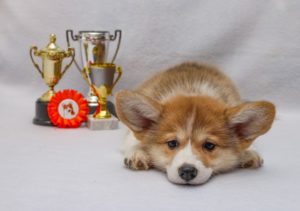 welsh-corgi-pembroke-4264956_960_720