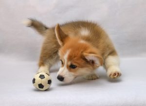welsh-corgi-pembroke-4264957_960_720