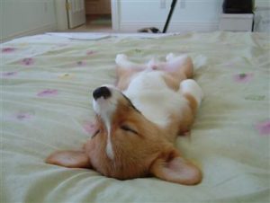 105683669_2263d2d9d9