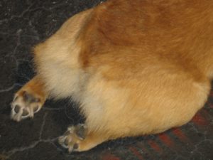 попа толстого корги