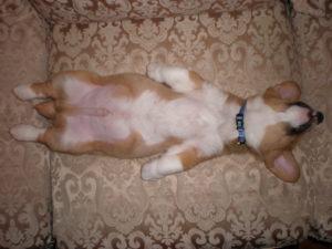 Спящий корги