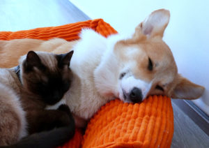 15879183444_0f7ef125d6_o