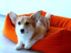 16537993001_c414c44121_b