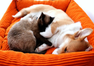 16589208599_853f25ff07_o