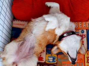 16865490333_9ac77fa66c_o