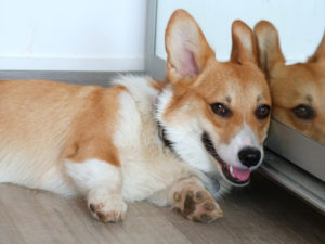 18785707063_904571397a_o