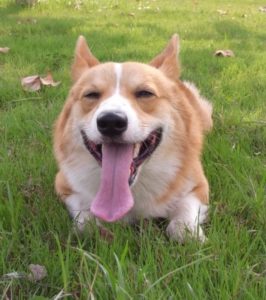 корги улыбака