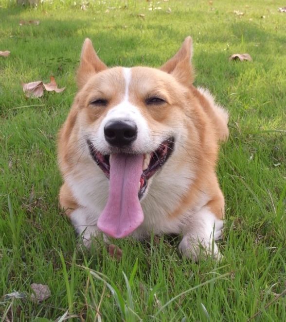 корги улыбака