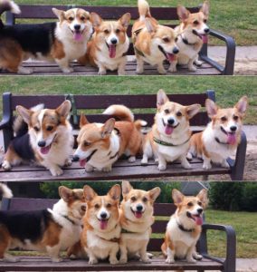 20496047224_7ee1714432_o