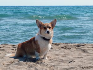 20550859593_e0b1372be3_o