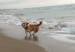 21929471832_d4e90f60fe_o