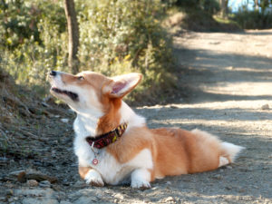 23984722125_c770fd5e03_o