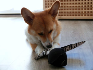 24141889392_2fc2175831_o