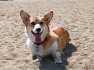 25478062791_4bd892cf97_o