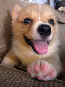 маленький корги