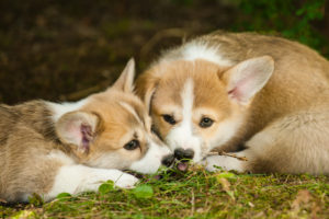 Corgi Puppies in July