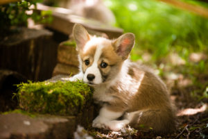 Corgi Puppies in July