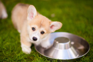 Corgi Puppies in July