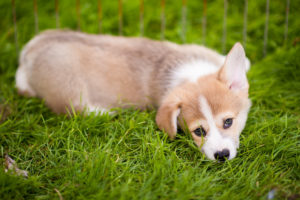 Corgi Puppies in July