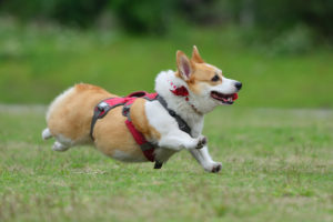 27673506678_ea668732c2_b