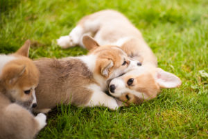 Corgi Puppies in July