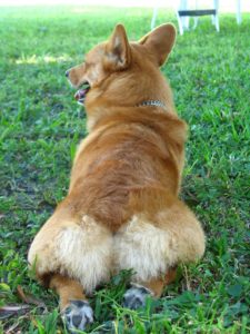 жопа корги на газоне
