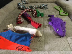 Not So Gently Used Dog Toys